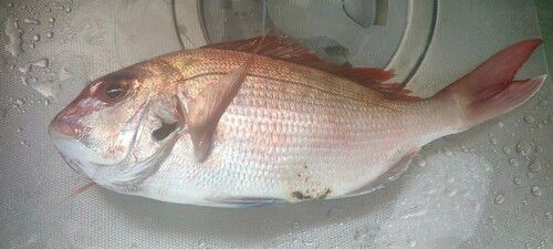 タイの釣果
