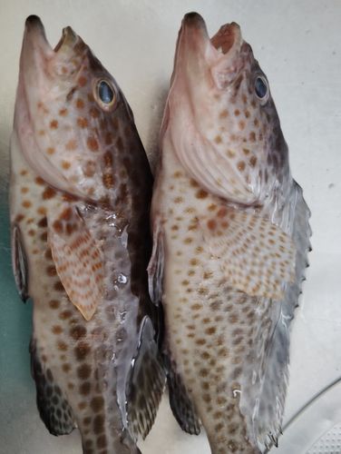 オオモンハタの釣果