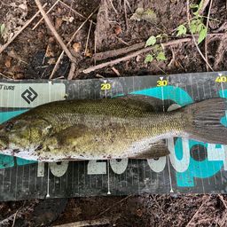 スモールマウスバス