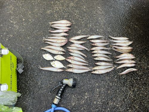 シロギスの釣果