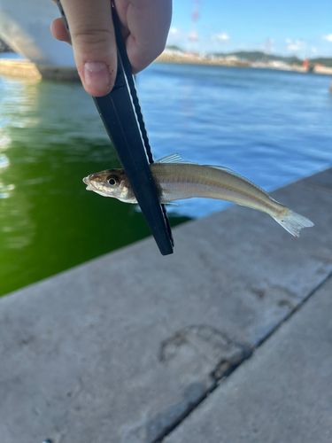 キュウセンの釣果