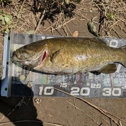 スモールマウスバス