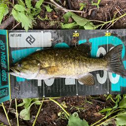 スモールマウスバス