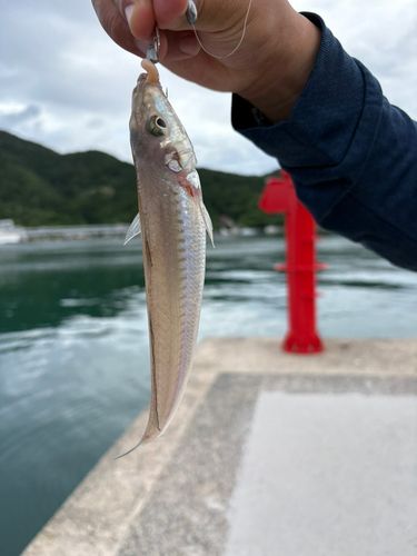キスの釣果