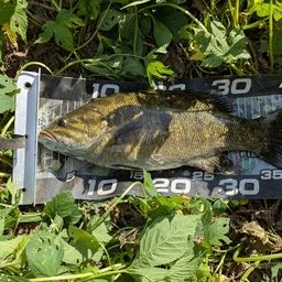 スモールマウスバス