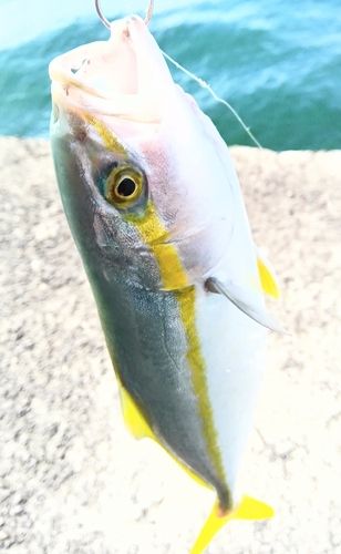 ヤズの釣果