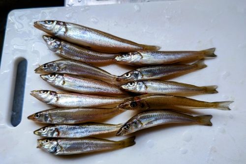 キスの釣果