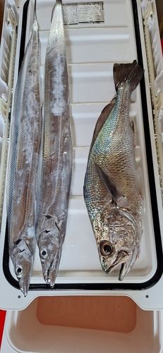 タチウオの釣果