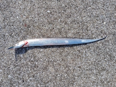 タチウオの釣果