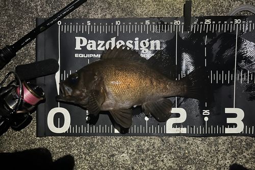 メバルの釣果