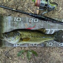 ラージマウスバス