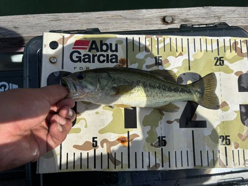 ラージマウスバスの釣果