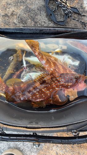 キジハタの釣果