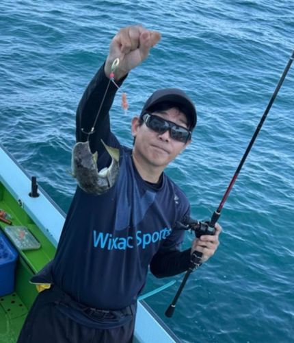 ショウサイフグの釣果