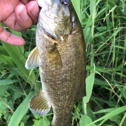 スモールマウスバス