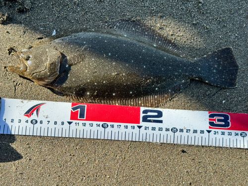 ソゲの釣果