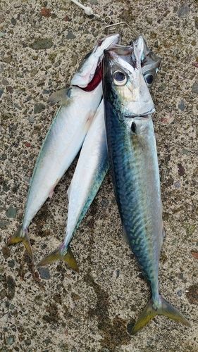 サバの釣果