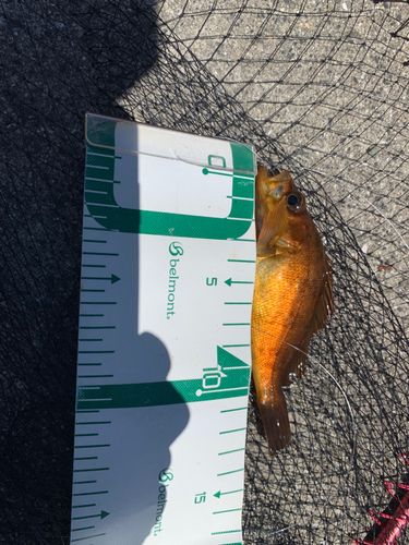 キンメバルの釣果