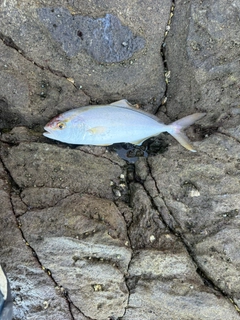 ショゴの釣果