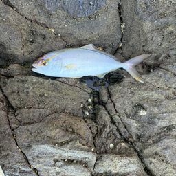 ショゴ
