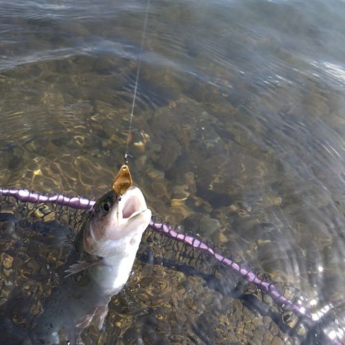 ニジマスの釣果