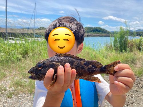 アラカブの釣果