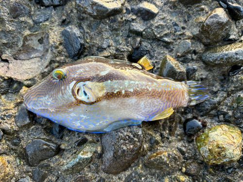 キタマクラの釣果