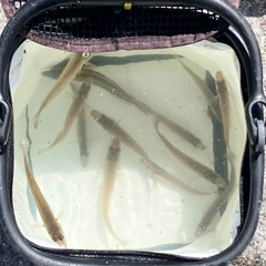 シロギスの釣果