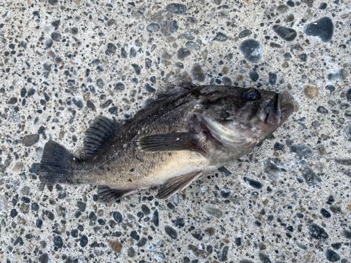 クロソイの釣果