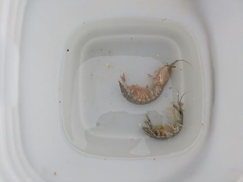 シャコの釣果