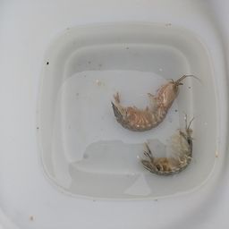シャコ