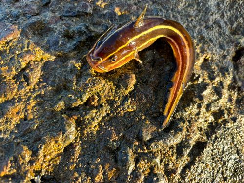 ゴンズイの釣果