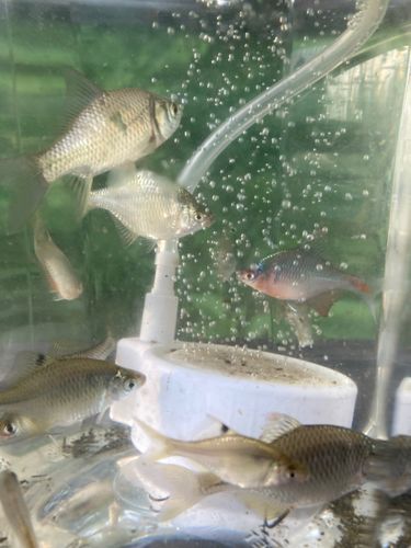 タイリクバラタナゴの釣果