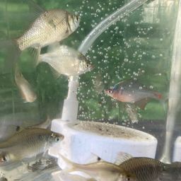 タイリクバラタナゴ