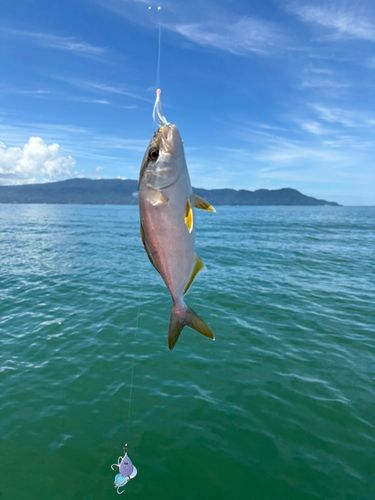 オオモンハタの釣果