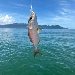 オオモンハタ