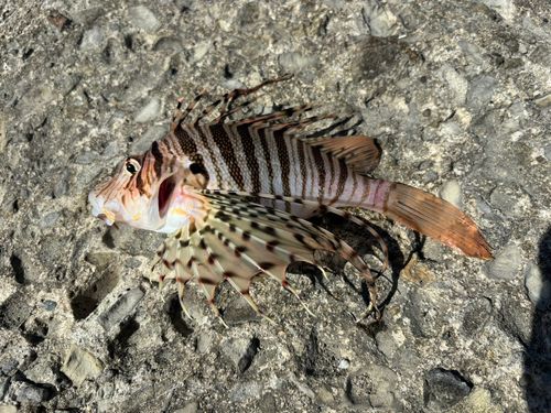 ミノカサゴの釣果