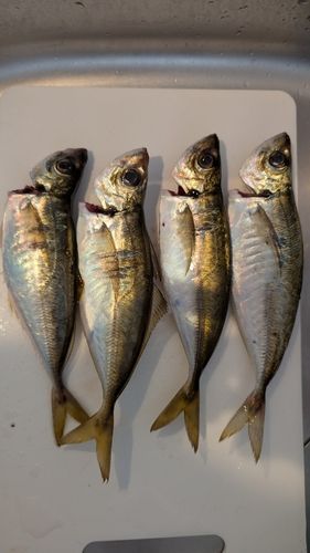 アジの釣果