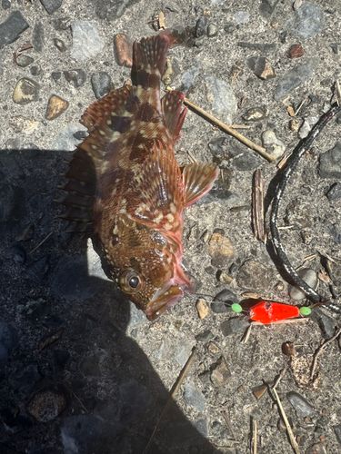 カサゴの釣果