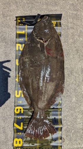 ヒラメの釣果