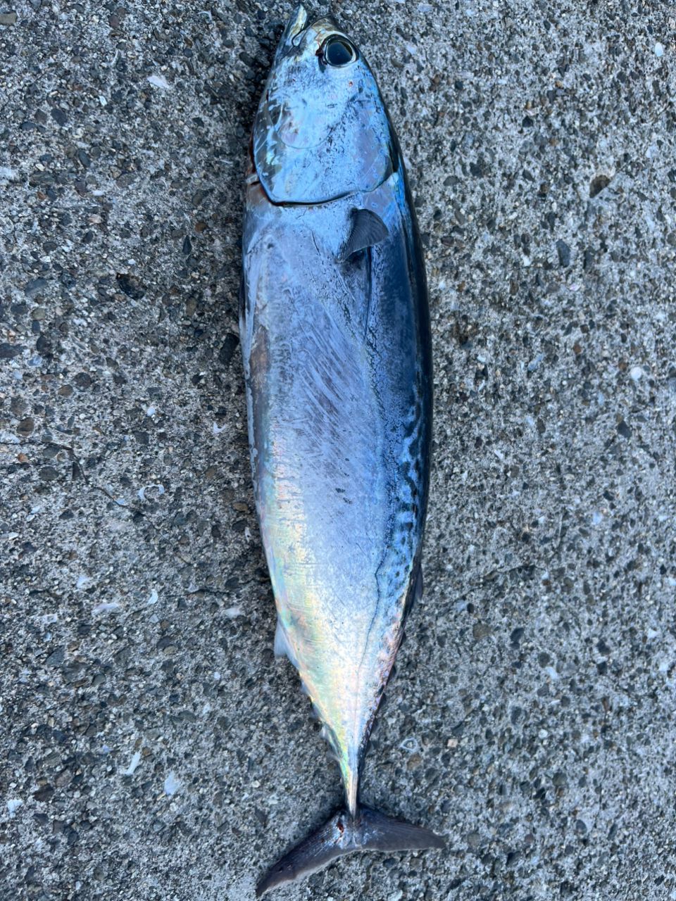 ソウダガツオ