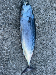 ソウダガツオの釣果