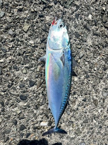 ソウダガツオの釣果