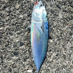 ソウダガツオ