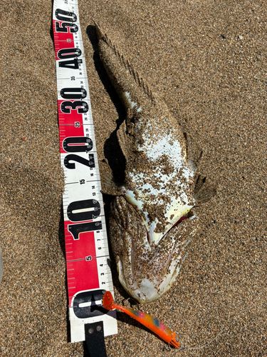 マゴチの釣果
