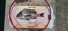 チヌの釣果