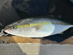 ハマチの釣果