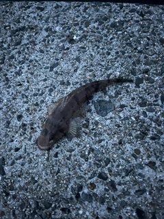 メゴチの釣果