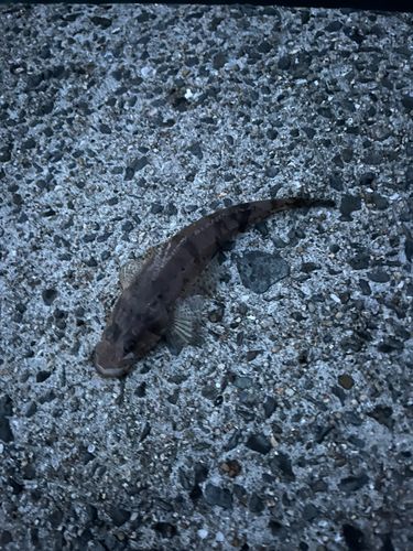 メゴチの釣果