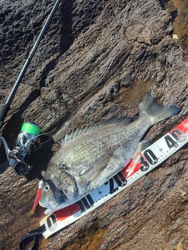 チヌの釣果